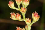 Coastal false asphodel